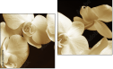 Diptych