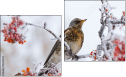 Diptych