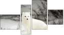 Fortyk
